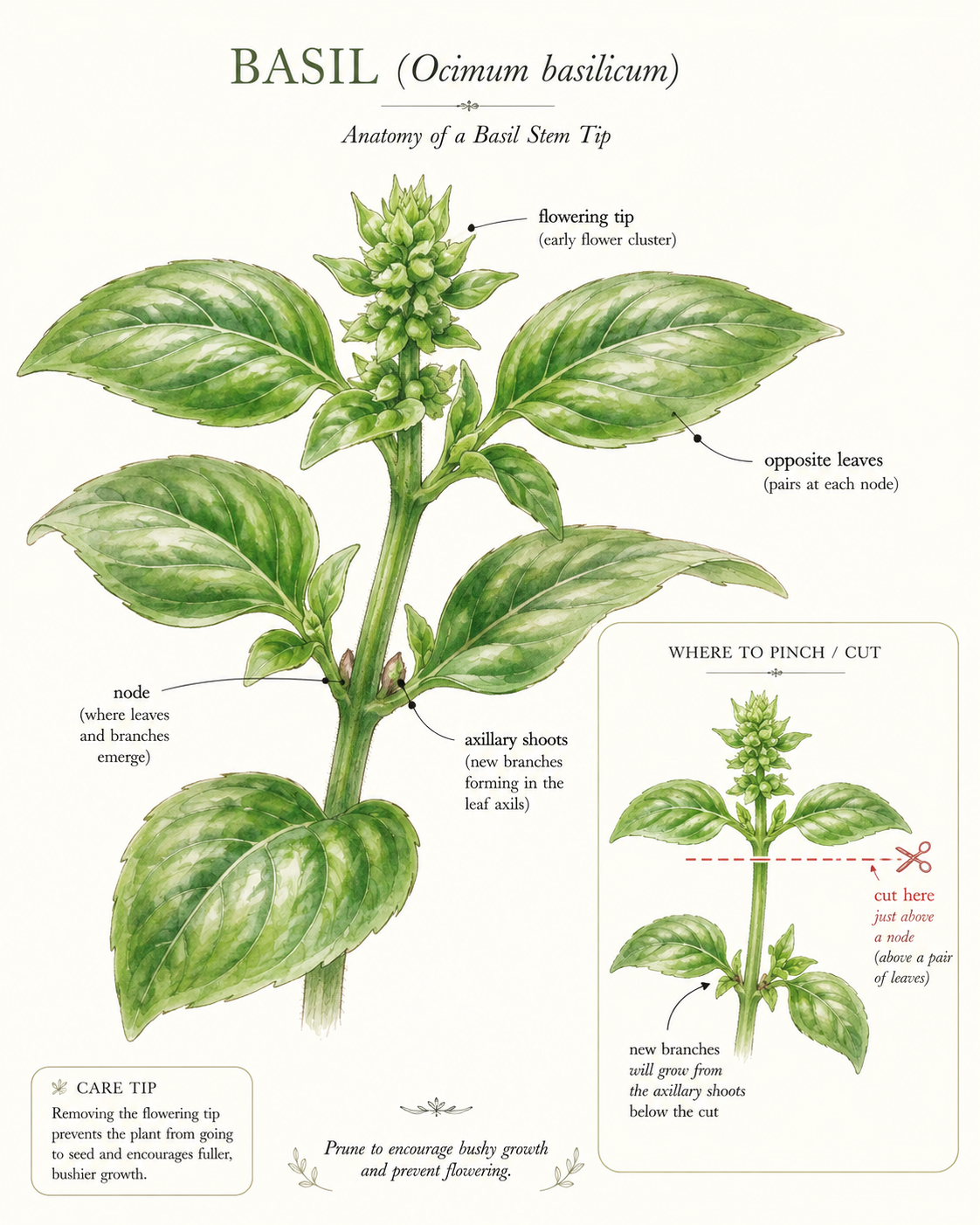 pruning a bolting basil plant